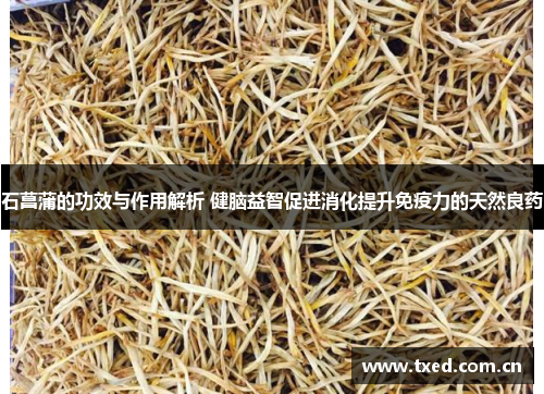石菖蒲的功效与作用解析 健脑益智促进消化提升免疫力的天然良药 石菖蒲的功效与作用解析 健脑益智促进消化提升免疫力的天然良药