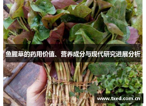 鱼腥草的药用价值、营养成分与现代研究进展分析 鱼腥草的药用价值、营养成分与现代研究进展分析